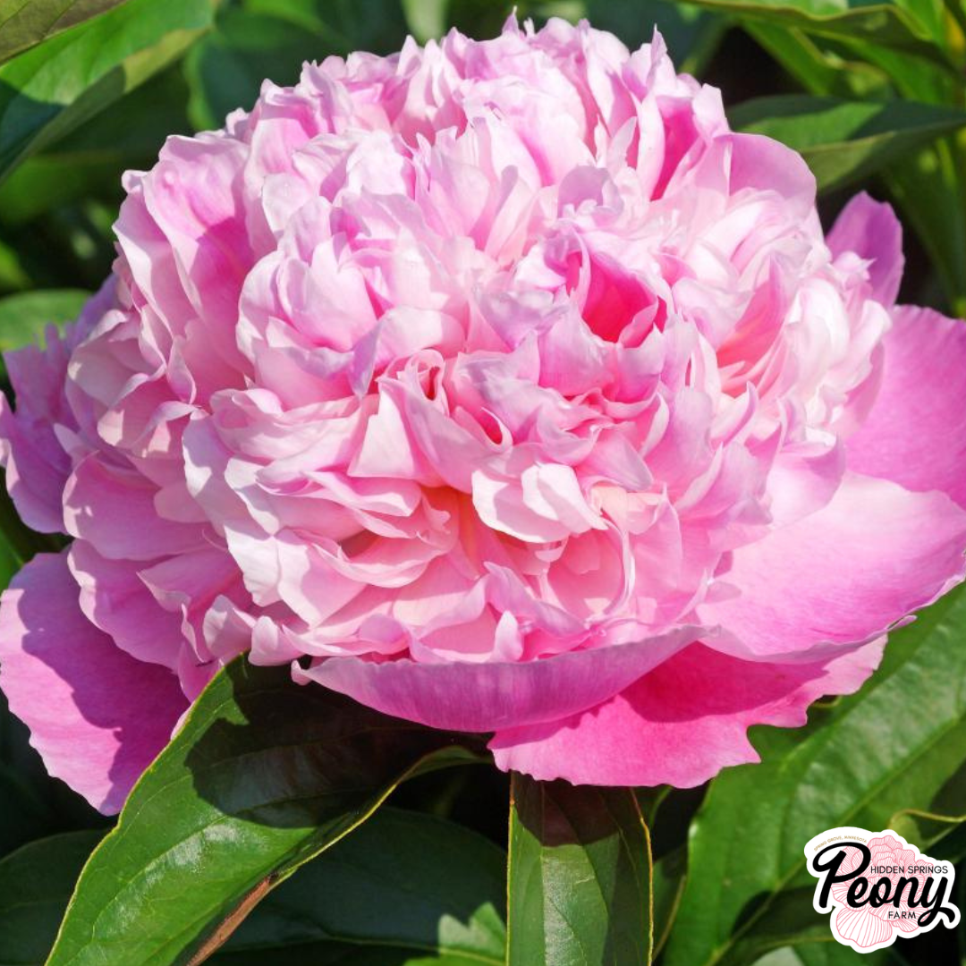 Lady Anna Peony — Hidden Springs Peony Farm